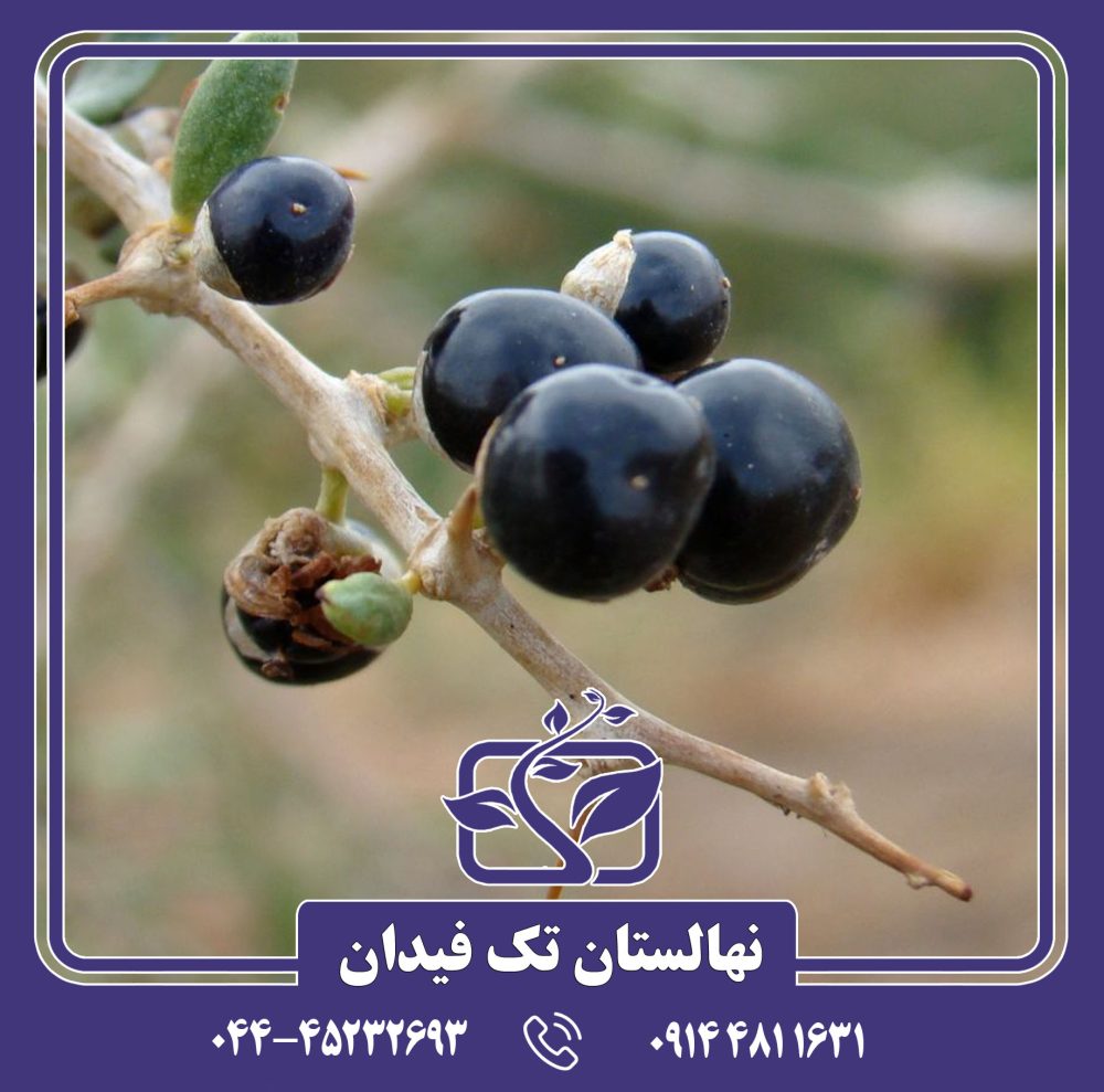 نهال گوجی بری سیاه