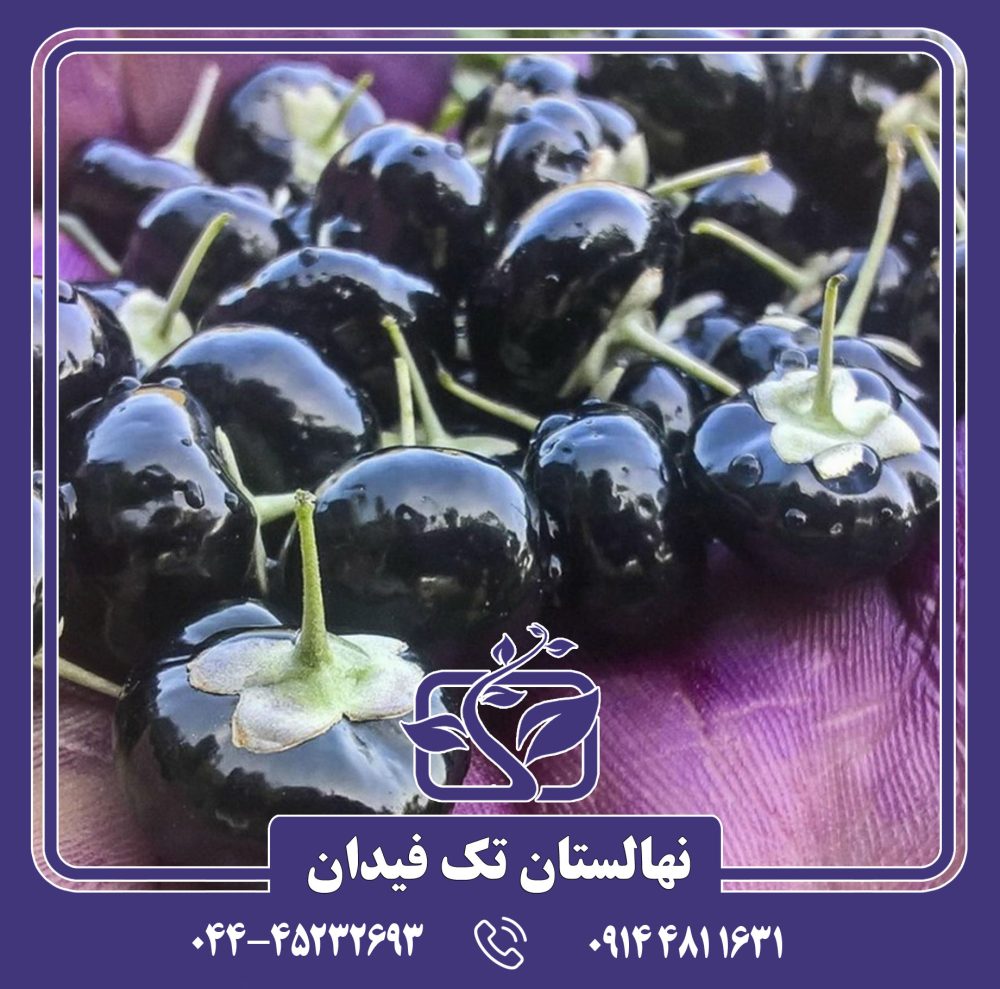 نهال گوجی بری سیاه