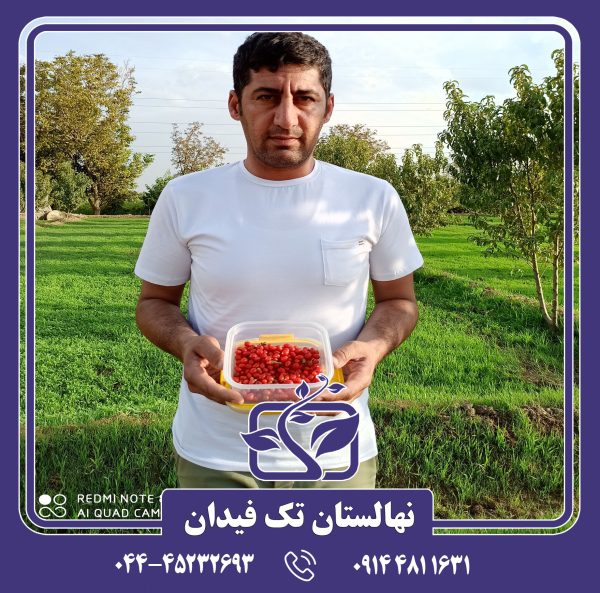 نهال گوجی بری قرمز