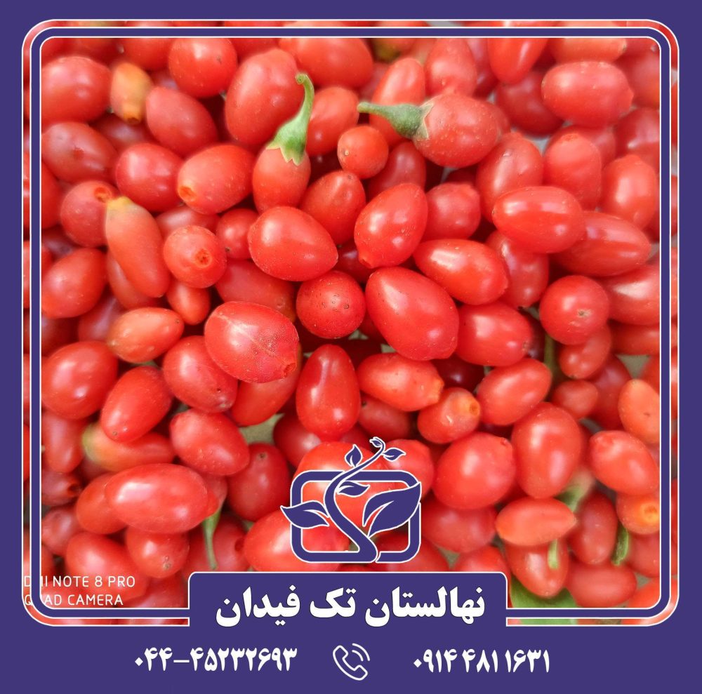 نهال گوجی بری قرمز