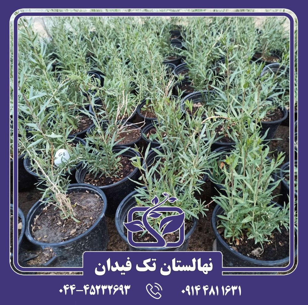 نهال گوجی بری قرمز
