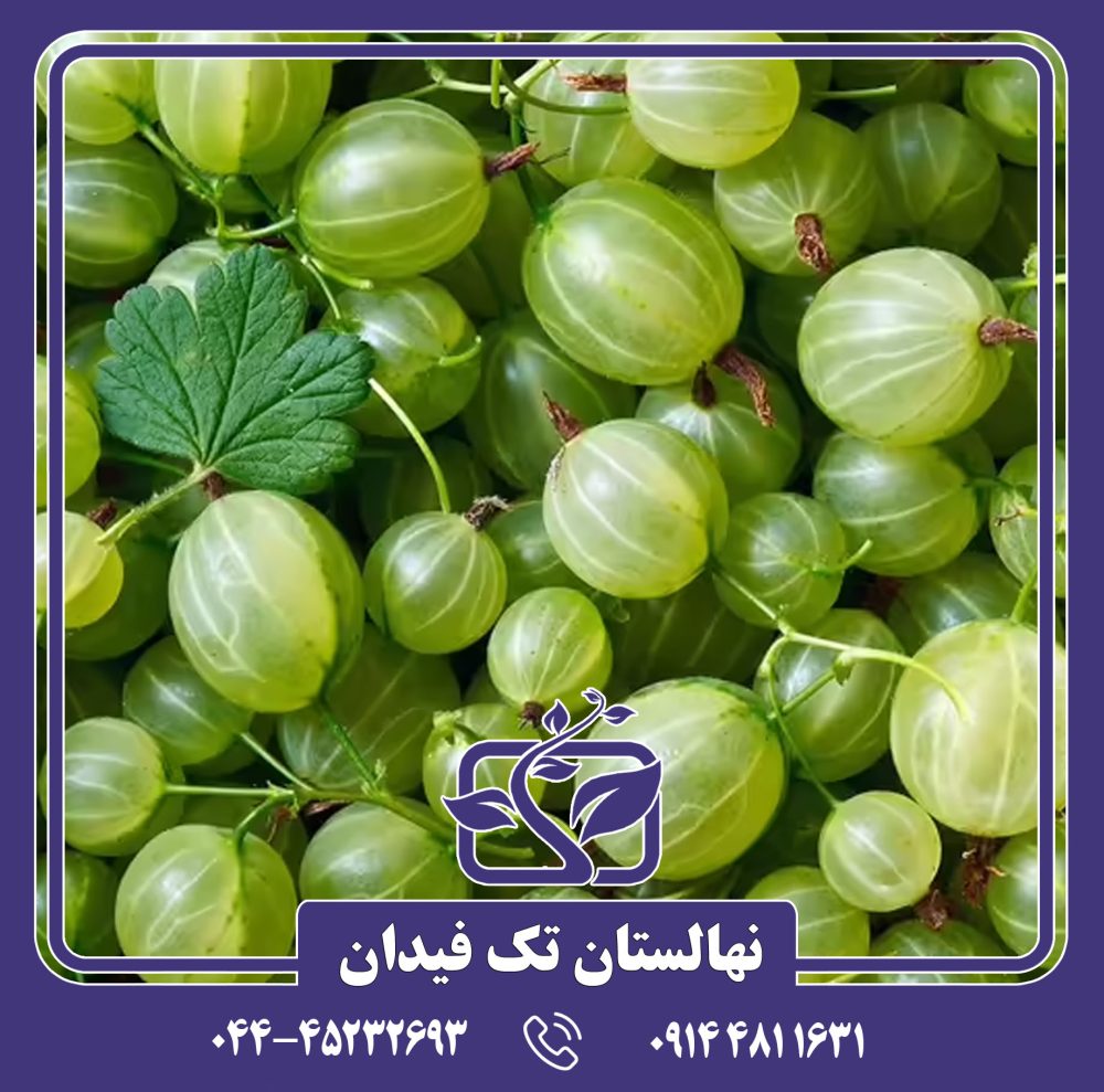 نهال گوس بری