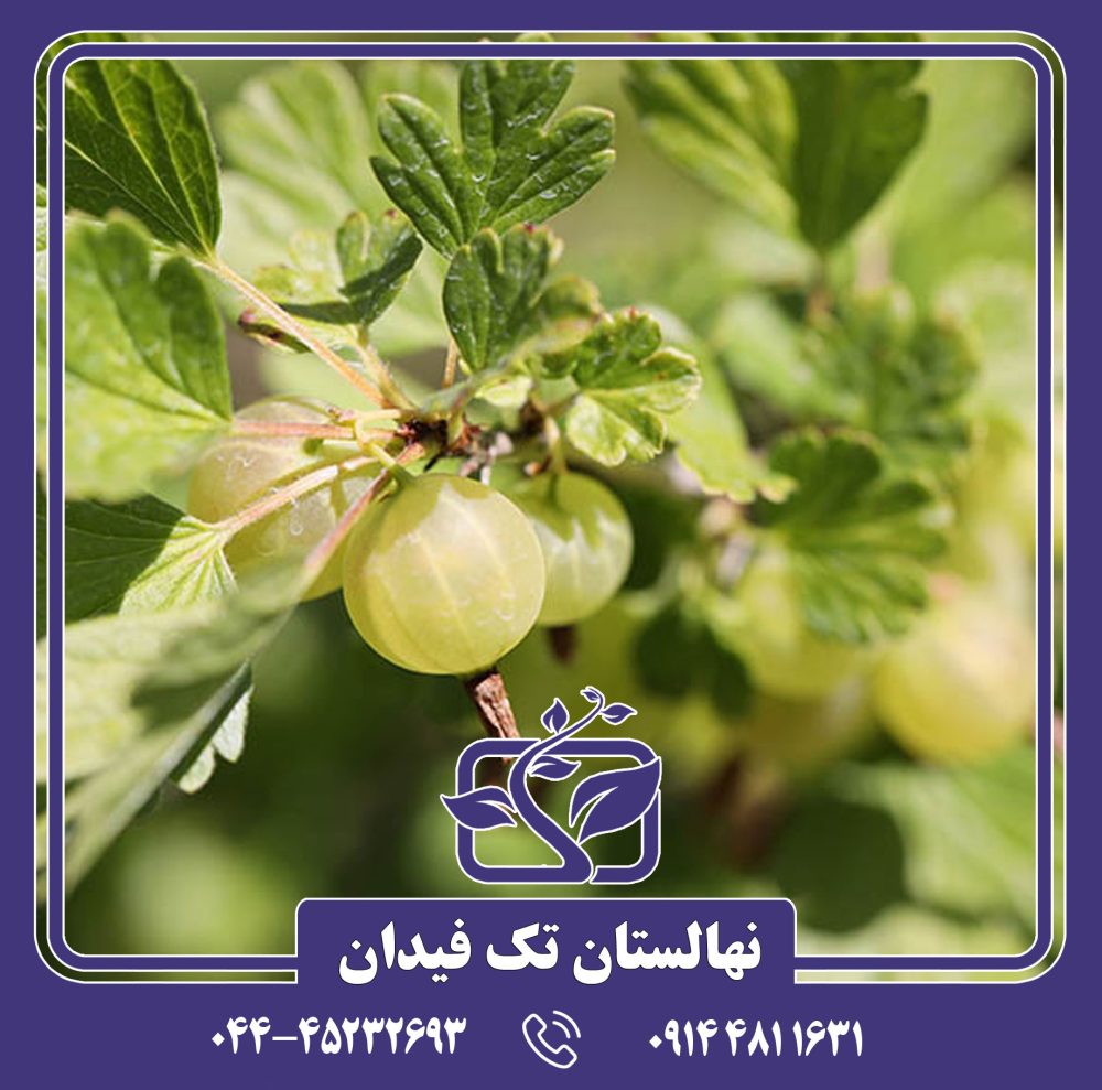 نهال گوس بری