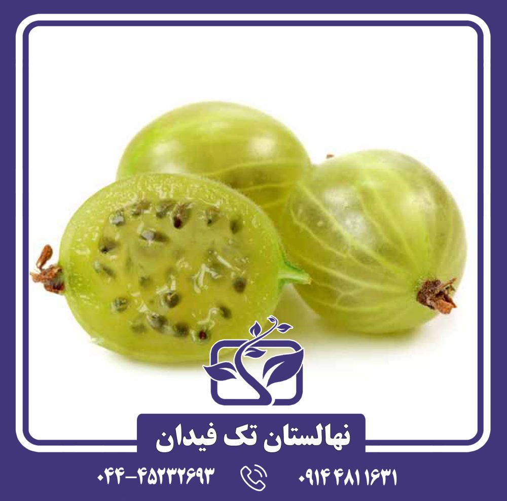 نهال گوس بری