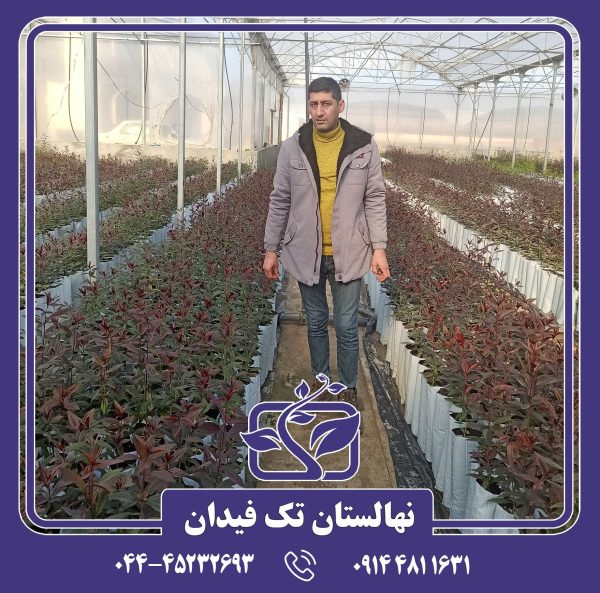 نهال شلیل پایه رویشی GN15