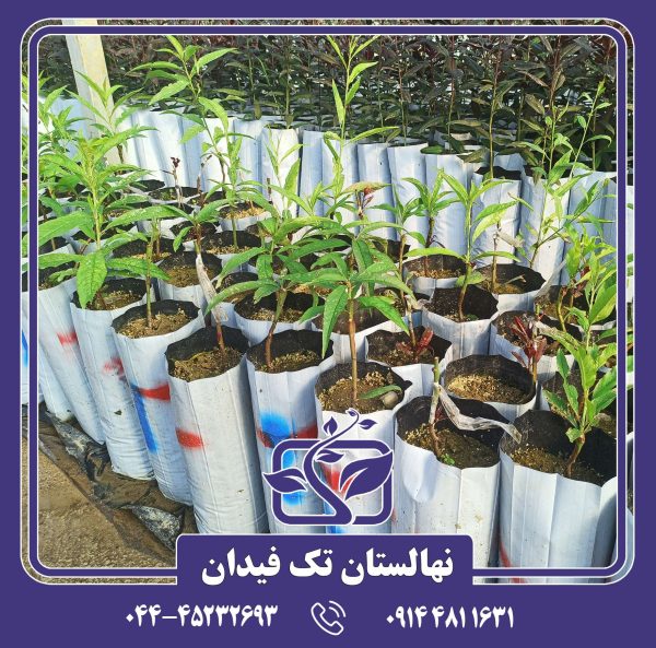 نهال شلیل پایه رویشی GF677