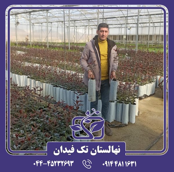 نهال هلو پایه رویشی GN15