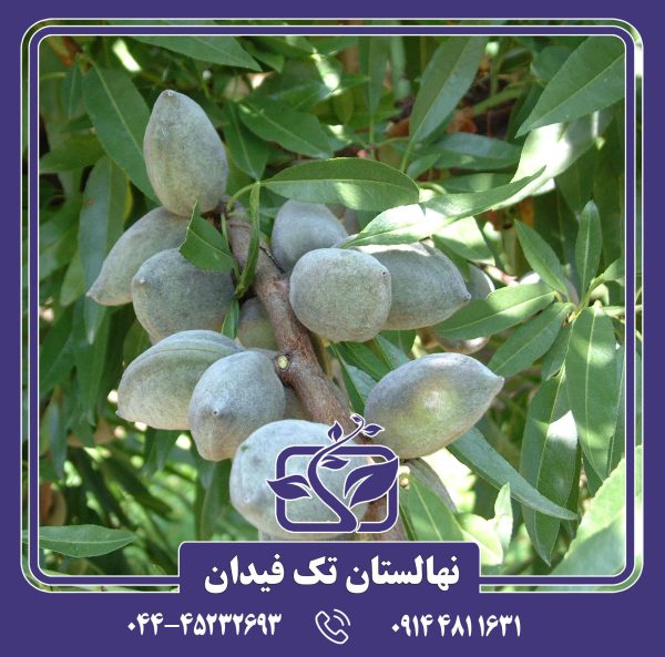 نهال بادام پایه رویشی GF677