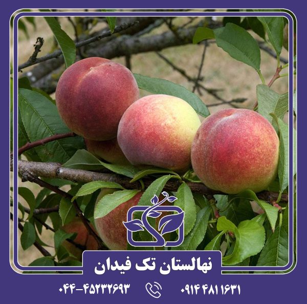 نهال هلو پایه رویشی GF677