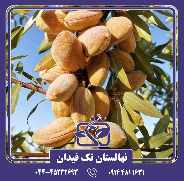 نهال بادام پایه رویشی GN15