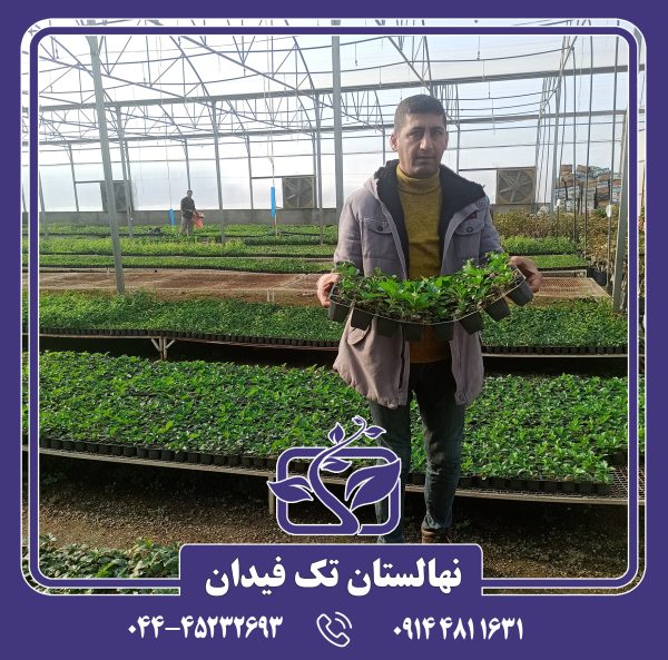 نهال آلبالو پایه رویشی گزیلا