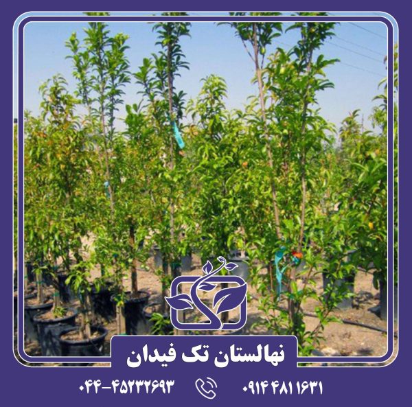 نهال آلو پایه رویشی میروبالان