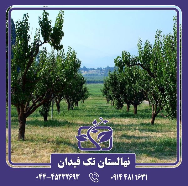 نهال زردالو پایه رویشی میروبالان