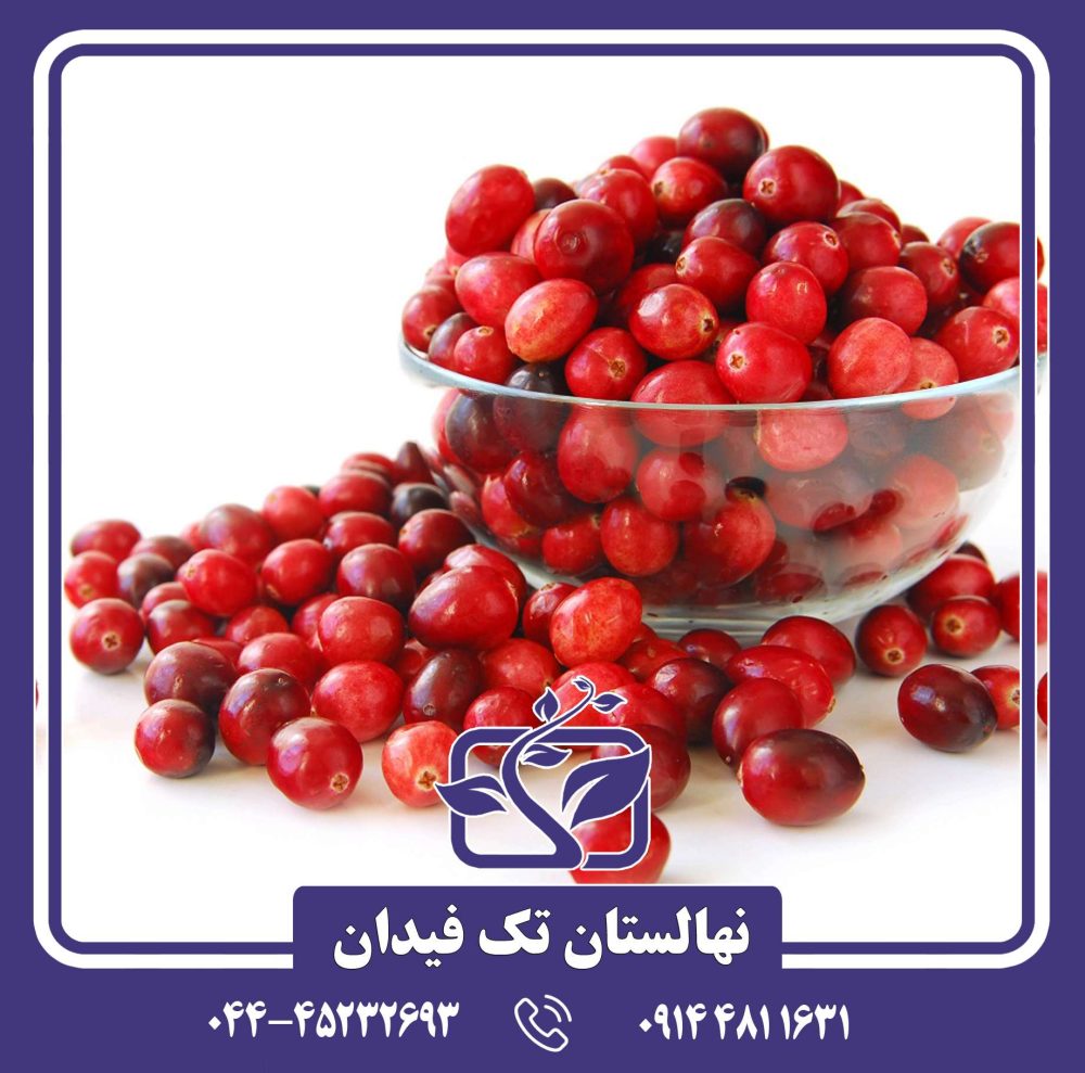 نهال زغال اخته