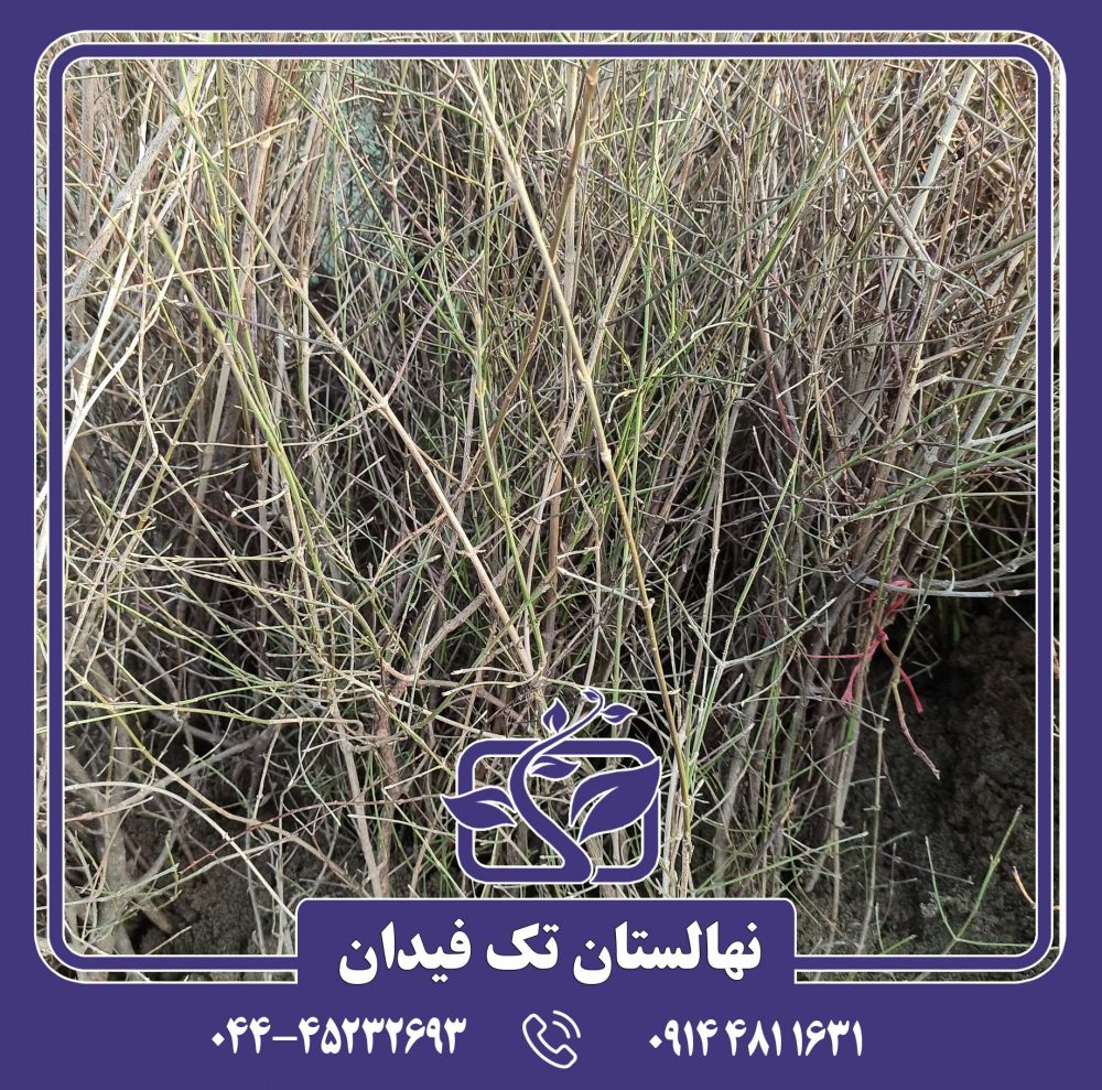 نهال زغال اخته