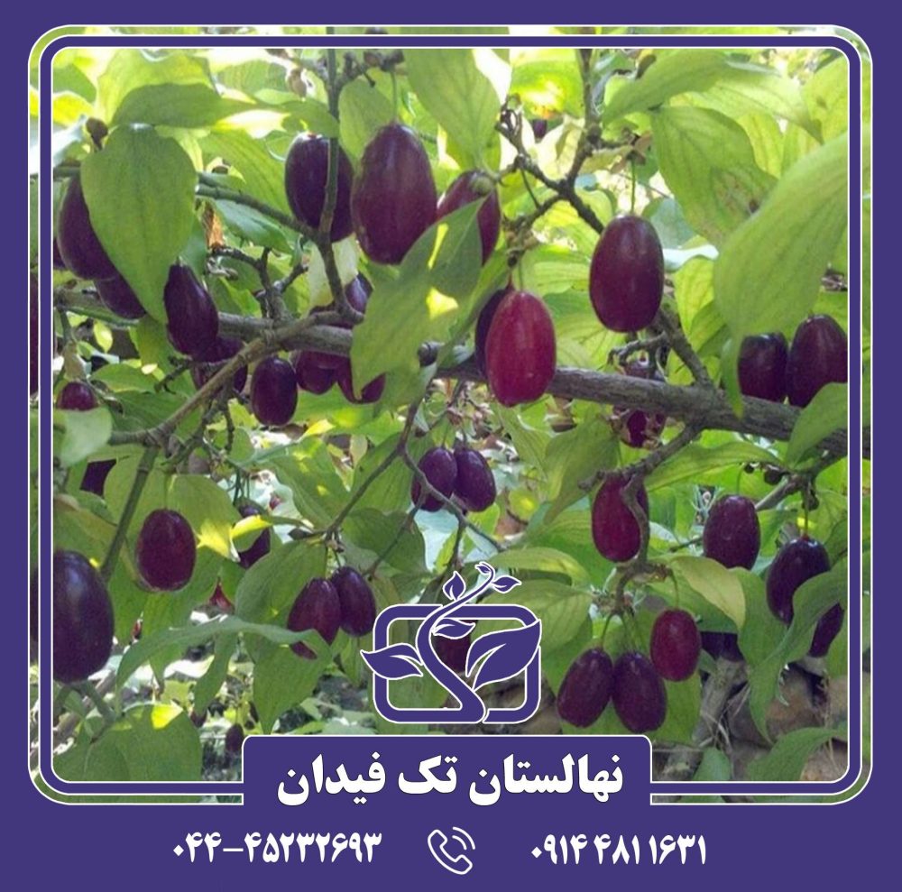 نهال زغال اخته