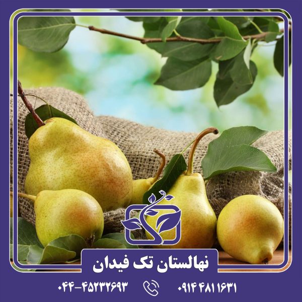 نهال گلابی پایه رویشی OHF69
