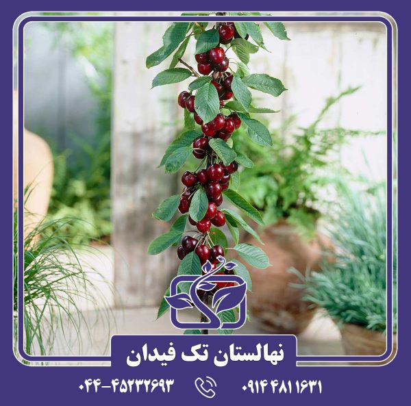 نهال گیلاس پایه رویشی ماکسما 60