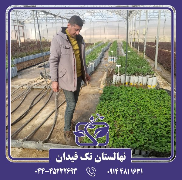 نهال گیلاس پایه رویشی گزیلا