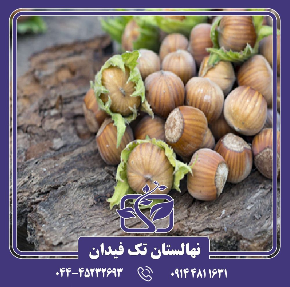 نهال فندق پرزیدنت