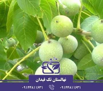 معرفی پنج نهال گردو برتر و تجاری