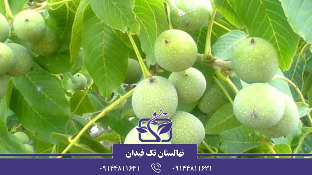 معرفی پنج نهال گردو برتر و تجاری