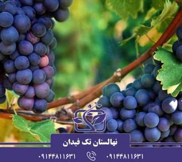 نهال انگور خارجی مناسب احداث باغ در ایران