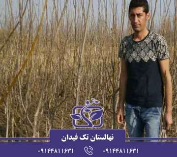 نهالستان تک فیدان ارجمند