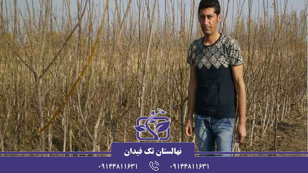 نهالستان تک فیدان ارجمند
