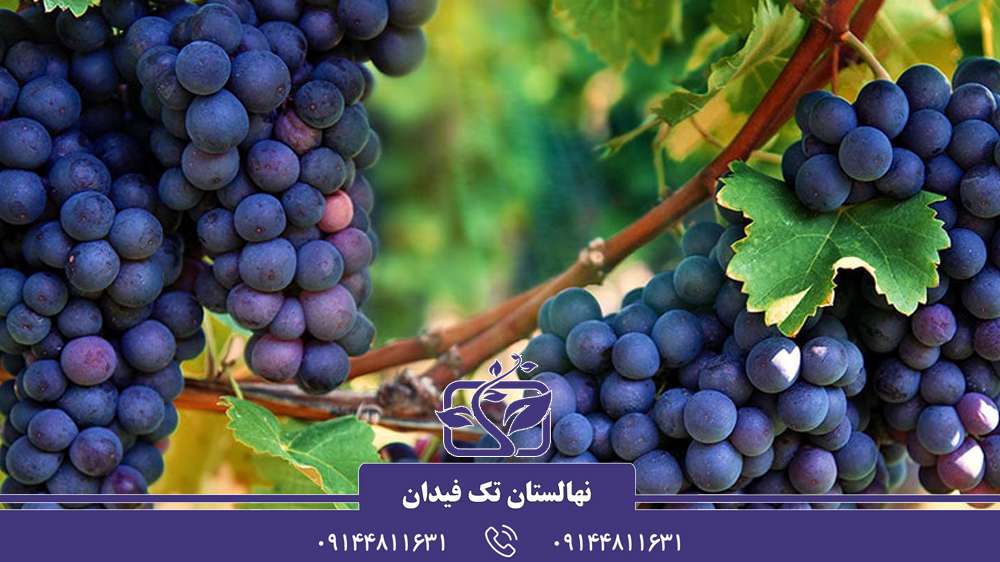 نهال انگور خارجی مناسب احداث باغ در ایران