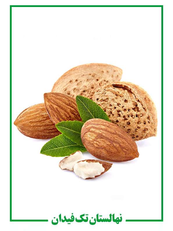 نهال بادام نهال بادام