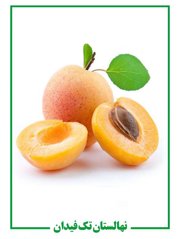 نهال زردالو