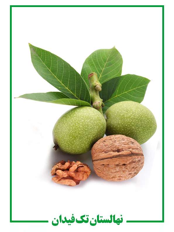 نهال گردو نهال گردو